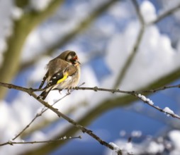 Closeup of an European goldfinch sitting on the branch of a snow covered tree