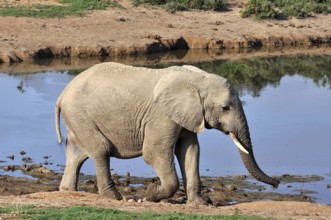A female African Elephant in the Addo Park, South Africa, Africa