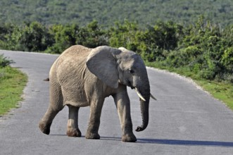A female African Elephant in the Addo Park, South Africa, Africa