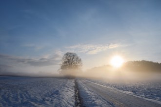 Winter landscape with a country road and agricultural fields covered in snow, at sunrise, on a
