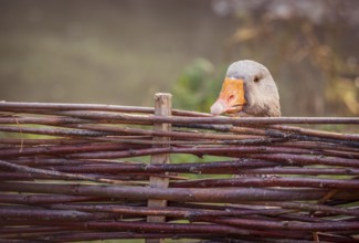 Portrait of a gray goose hidden behind a fence made of twigs