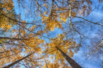 Looking up the pine trees in autumn forest with yellow and red leaves foliage