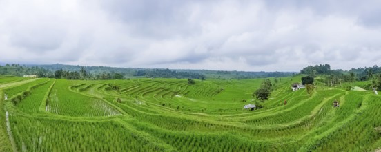 Panorama view on rice terraces Jatiluwih, Bali, Indonesia, Asia