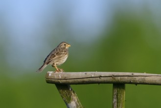 Male Corn bunting singing in the morning sun. Corn bunting on a perch