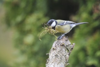 Great Tit nesting. Great tit building a nest