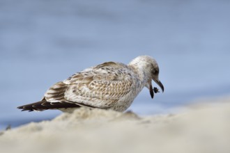 Juvenile herring gull foraging. portrait from a European herring gull