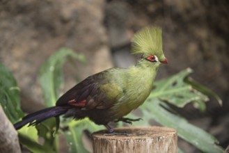 Exotic bird