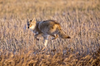 Coyote in Stubble field in Saskatchewan Canada