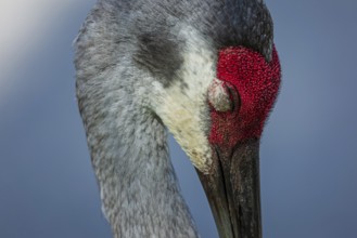 A Sandhill crane catches a nap in Florida, USA, North America