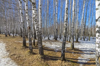 Birch grove on a sunny day in March