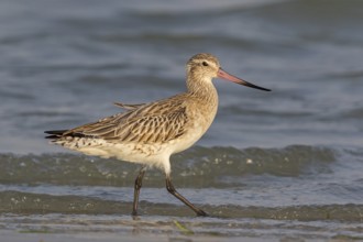 Bar-tailed godwit, (Limosa lapponica), foraging, waters, biotope, animals, birds, snipe, Barr Al