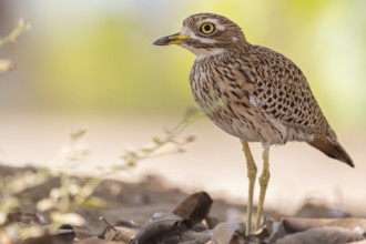Animals, Birds, Cape Stone Curlew, (Burhinus capensis), Biotope, Habitat, Foraging, Al Baleed
