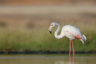 Pink flamingo, (Phoenicopterus ruber), Phoenicopterus roseus, animals, birds, flamingo, biotope,