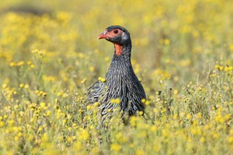 Red-throated francolin, (Francolinus afer), animals, birds, pheasant family, Addo Elephant National
