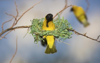 Yolk weaver, Textor vitellinus, Ploceus vitellinus, Tanzania, Serengeti National Park, Africa