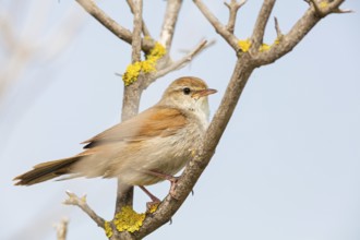 Silky warbler, (Cettia cetti), songbird, perching warbler, warbler family, Lesbos Island, Lesbos,
