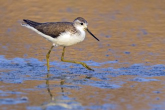 Pond sandpiper, (Tringa stagnatilis), animals, birds, limicolous birds, biotope, habitat, foraging,