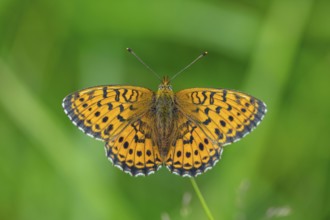 Meadowsweet Pearl-bordered Fritillary, Meadowsweet Pearl-bordered Fritillary, Violet Silver