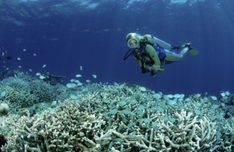 Diver at coral reef with coral fish, Chromis viridis, Maldives, Indian Ocean, Meemu Atoll, Asia