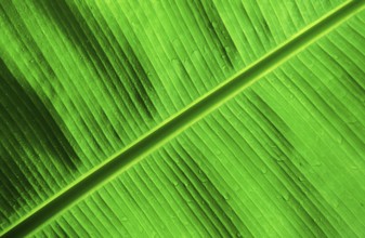 Founder Palm fronds, Papua New Guinea, New Britain, Kimbe Bay, Oceania