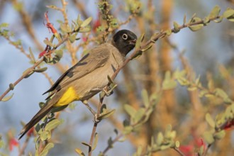 Yellow-breasted Bulbul, Songbird, True Bulbul, (Pycnonotus xanthopygos), Vallombrosa Bulbul,