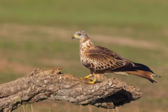 Red Kite, Red Kite, Montagu's Harrier, (Milvus milvus), King Harrier, bird of prey, perch, Hides De