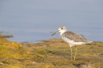 Greenshank, (Tringa nebularia) Wading bird, limesticks, foraging in mudflats, snipe family