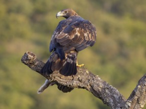 Golden Eagle, (Aquila chrysaetos), bird of prey, hawk family, perch, biotope, habitat, foraging, El