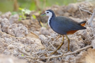 White-breasted Crake, (Amaurornis phoenicurus), Animals, Birds, Crake family, Ayn Hamran, Salalah,