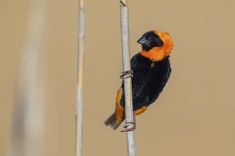 Oryx weaver, (Euplectes orix), Africa, South Africa, Weaver bird, Weaver birds, Roads from Malgas