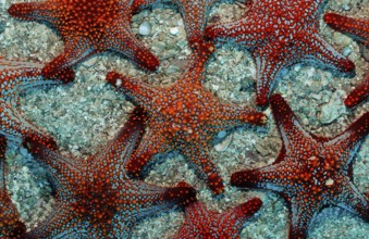 Red starfish, Asteroidea, Mexico, Lake Cortez, Lower California, La Paz, Central America