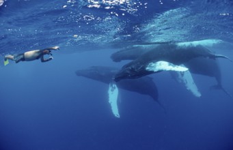 Humpback whale family and snorkellers, Megaptera novaeangliae, Silverbanks, Caribbean Sea,