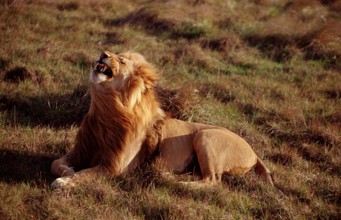 Yawning lion, lion, Panthera leo, South Africa, Kruger, National Park, Africa