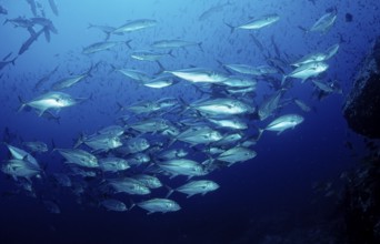 Bigeye trevally, Caranx sexfasciatus, Mexico, Lake Cortez, Lower California, La Paz, Central