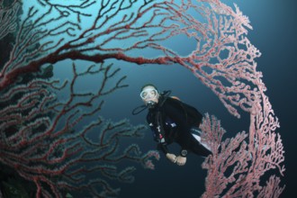 Diver and gorgonian, Melithaea sp., Cenderawasih Bay, West Papua, Indonesia, Asia