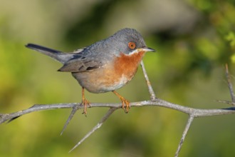 White-bearded warbler, (Sylvia cantillans), perch, biotope, bearded warbler, songbird, warbler