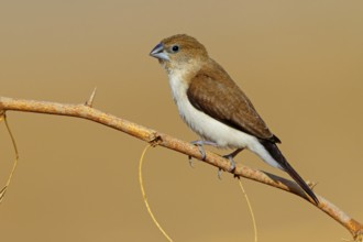 African silverbill, silver beak, silver pheasant, trusting bird, ornamental bird in Europe, family