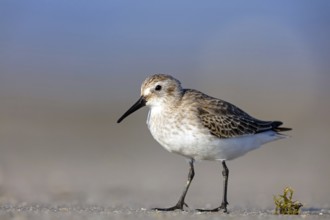Dunlin, (Calidris alpina), snipe family, snipe, foraging, biotope, habitat, Barr Al Hikman,