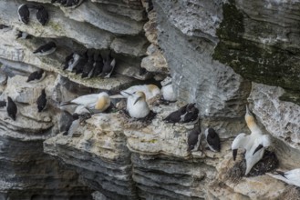 Northern gannet (Morus bassanus) in a breeding colony, Westray, Orkney Islands, Scotland, Great