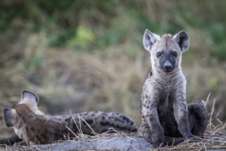 Young Spotted hyena starring at the camera in the Chobe National Park, Botswana, Africa