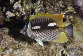 Night-coloured chevron butterflyfish (Chaetodon trifascialis)