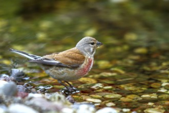 Bloodwing - male drinking (Carduelis cannabina)