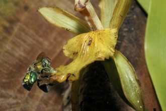 Magnificent bee approaching an orchid flower (Euglossa sp.)
