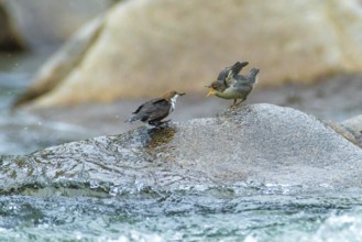 White-throated Dipper (Cinclus cinclus)