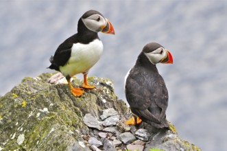 Puffin (Fratercula arctica)