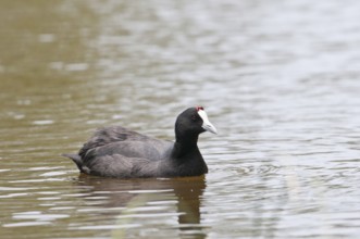 Crested Eurasian Coot (Fulica cristata)