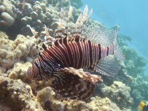 Common lionfish (Pterois miles)