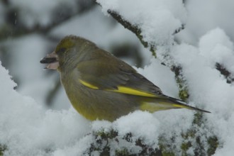 Greenfinch (Chloris chloris)