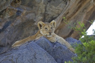 Lioness cub (Panthera leo)
