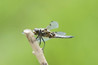 Four-spotted dragonfly (Libellula quadrimaculata)